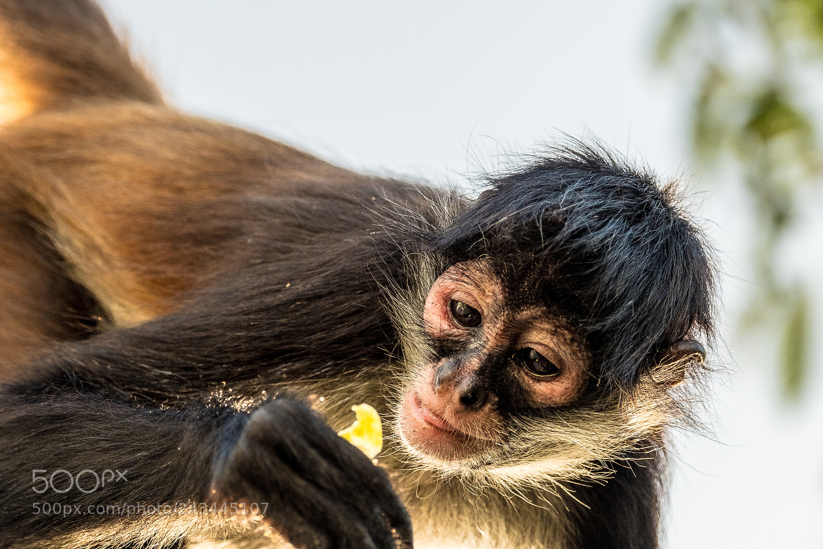 Fujifilm X-T2 sample photo. Monkey photography
