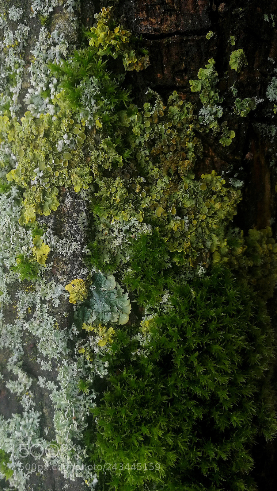 HUAWEI P10 sample photo. Green is but a photography