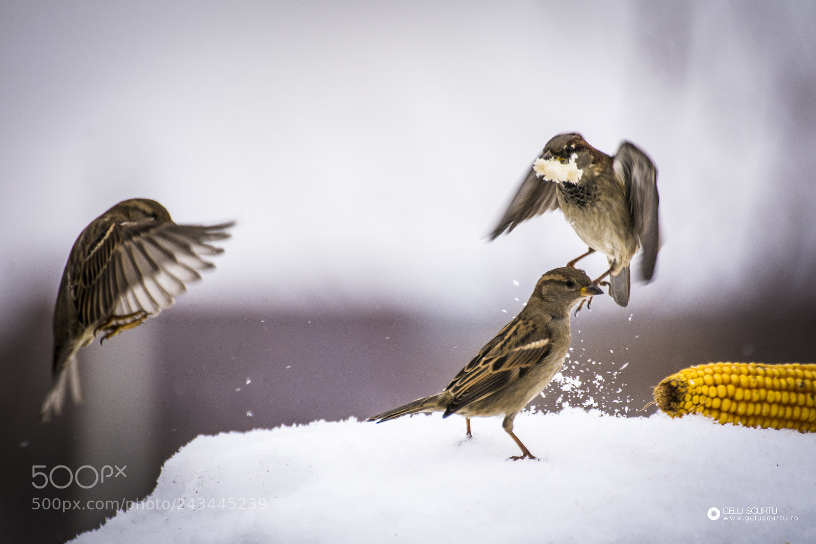 Nikon D7200 sample photo. Birds photography