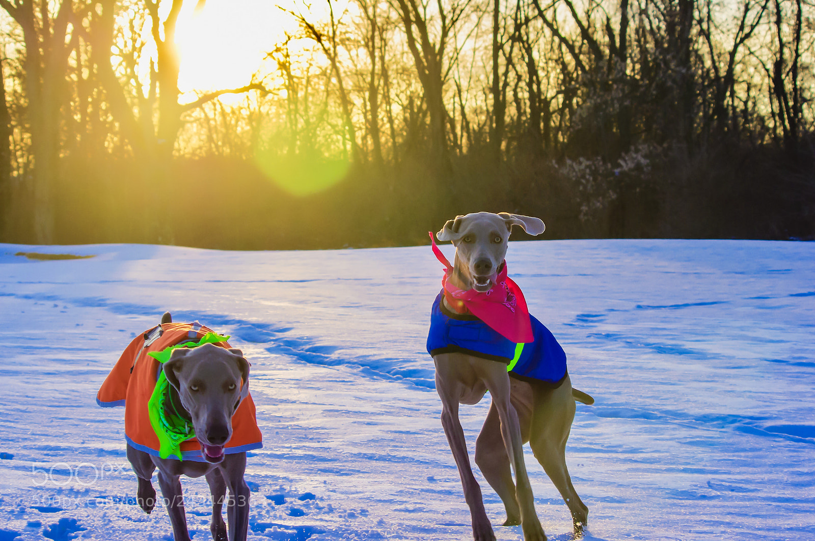 Pentax K-x sample photo. Sunset weimaraners photography