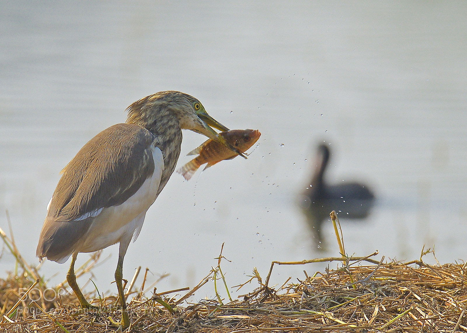 Nikon D610 sample photo. Heavy breakfast.. photography