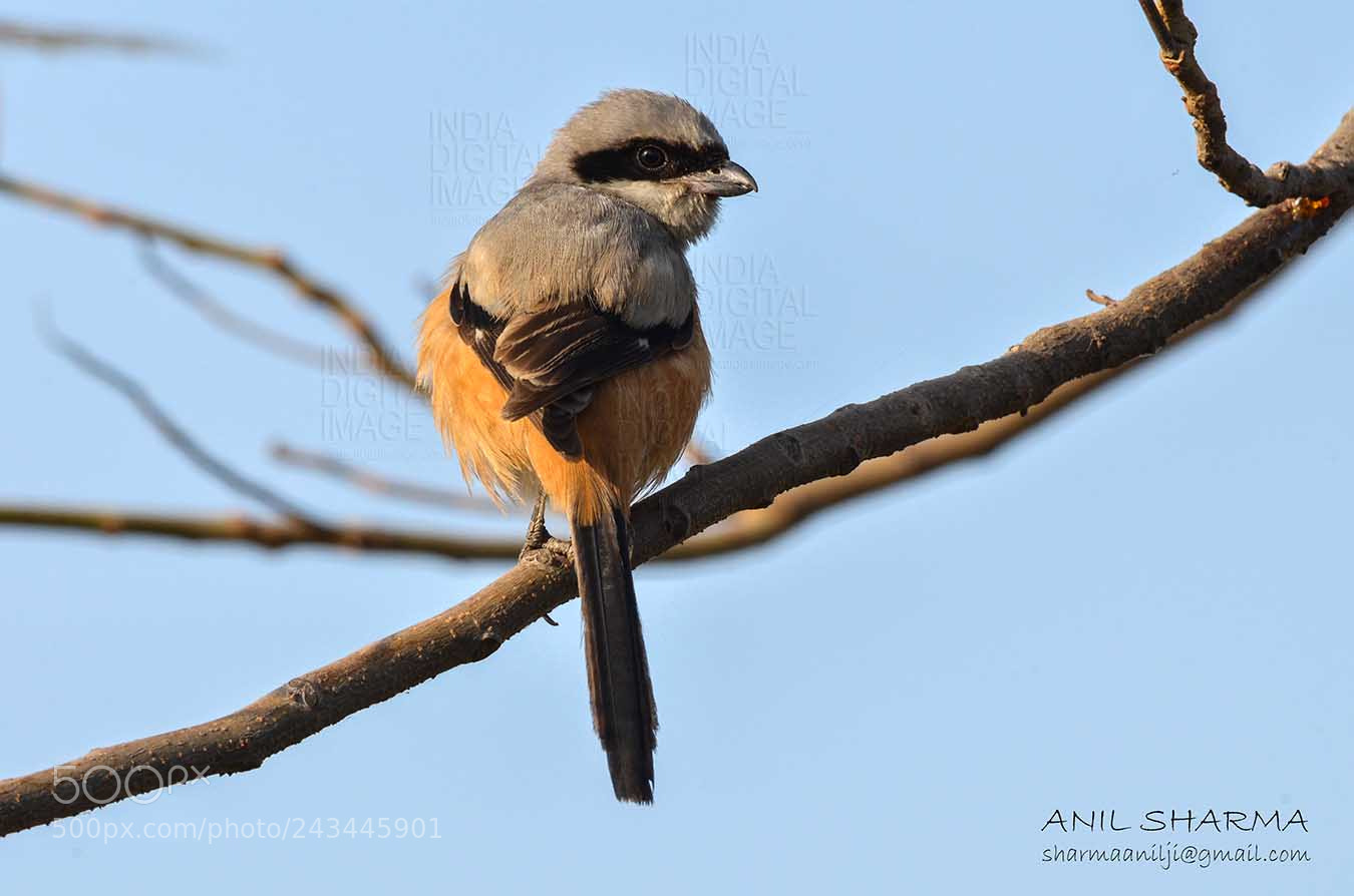 Nikon D5100 sample photo. Rufous- backed shrike photography