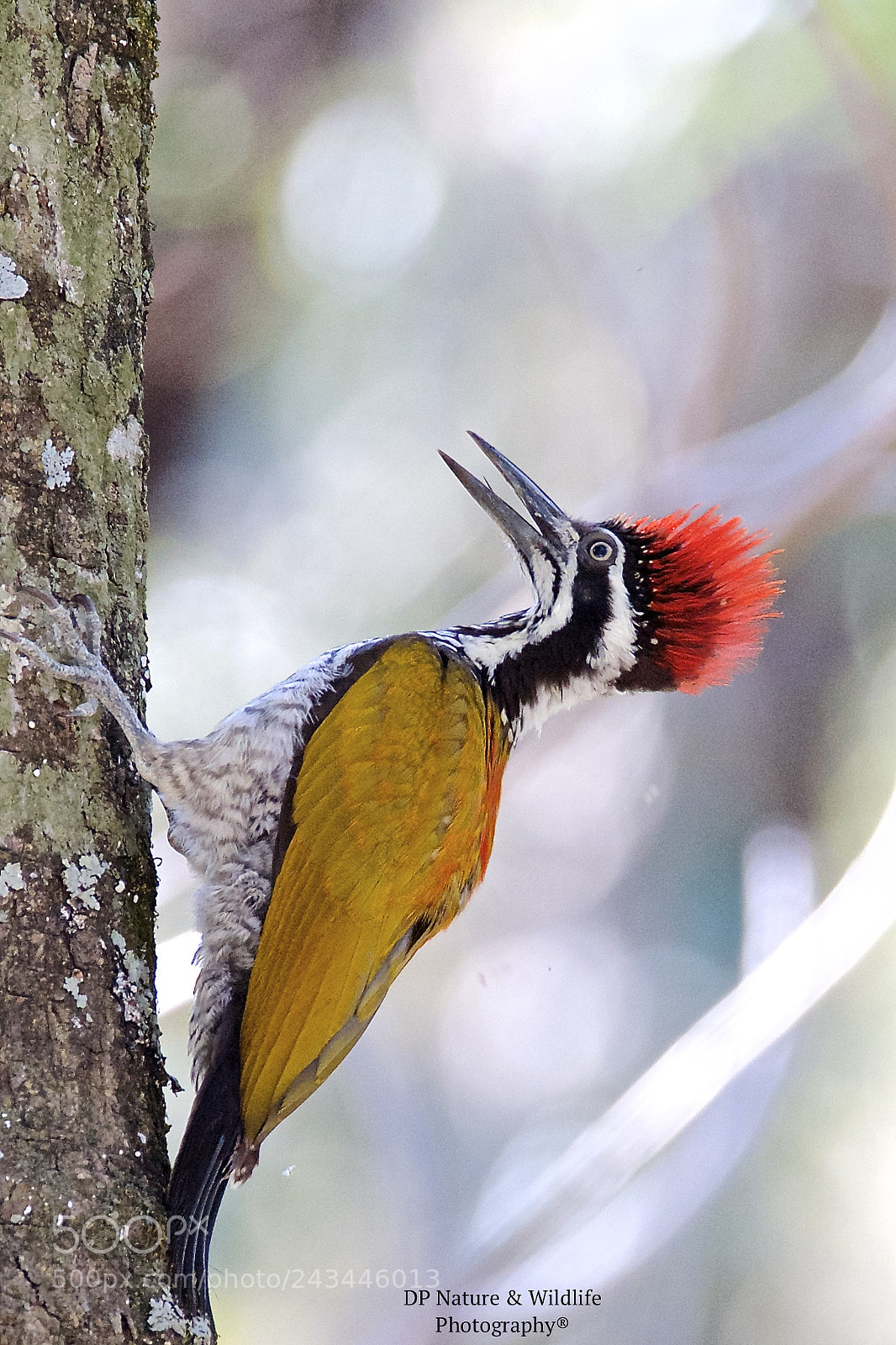 Nikon D610 sample photo. The spiky dude... photography