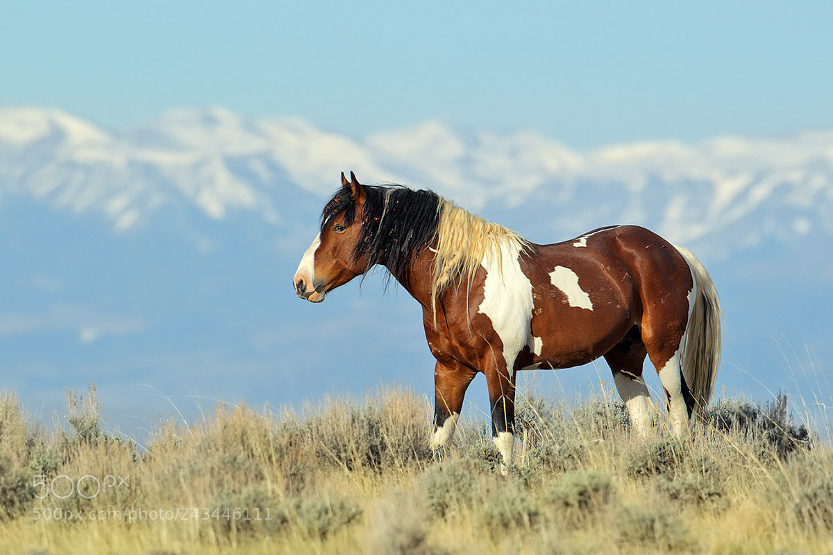 Canon EOS-1D Mark IV sample photo. Wyoming wild mustang photography