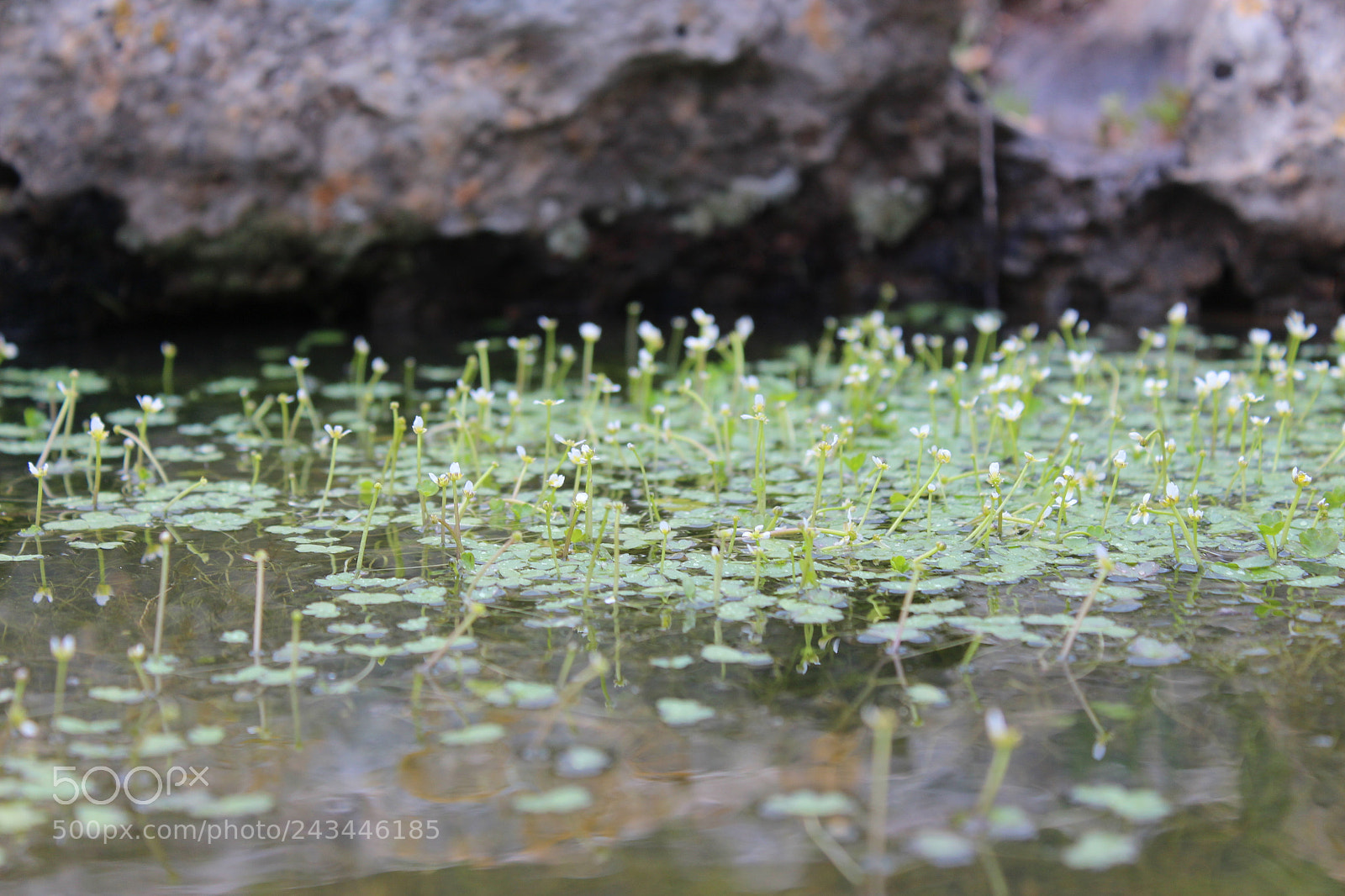 Canon EF-S 18-55mm F3.5-5.6 III sample photo. Untitled photography