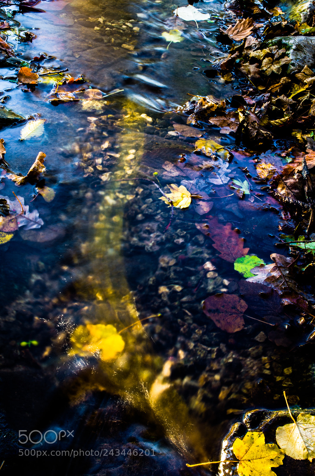 Nikon D5100 sample photo. Floating leaf motion photography