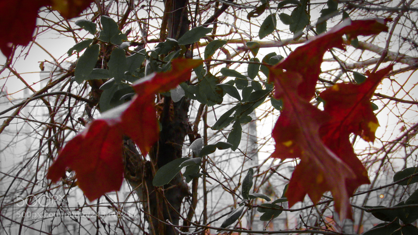Canon PowerShot SX530 HS sample photo. Autumn leaves photography