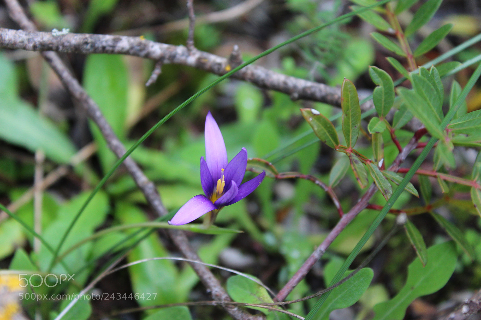 Canon EF-S 18-55mm F3.5-5.6 III sample photo. Untitled photography
