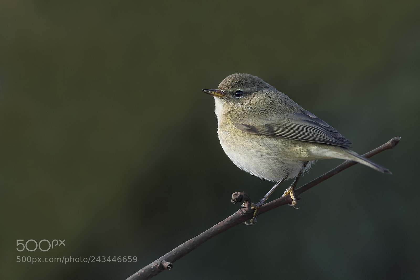 Canon EOS 7D Mark II sample photo. Lu piccolo alle prime photography