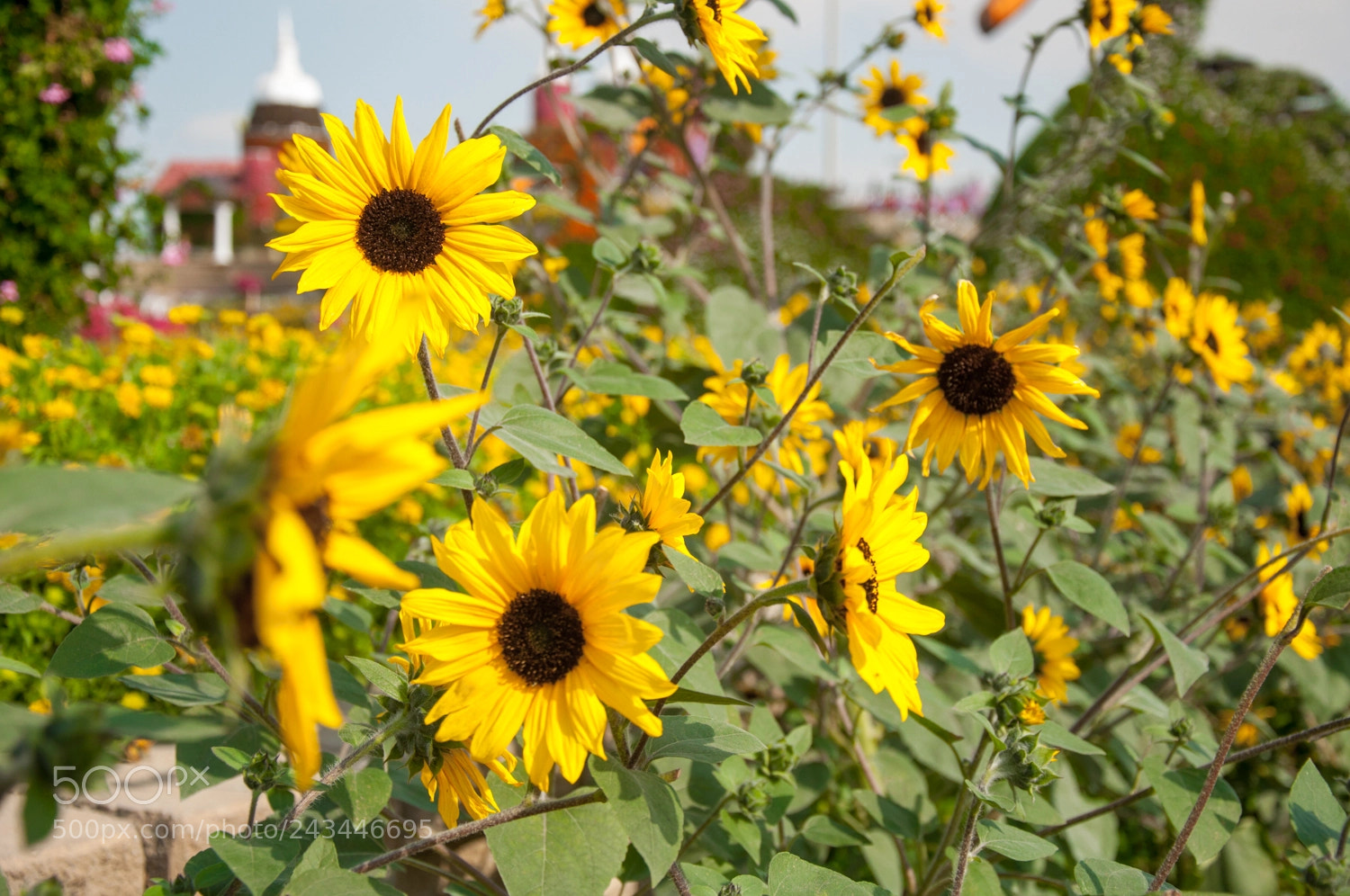 Nikon D90 sample photo. Miracle garden photography