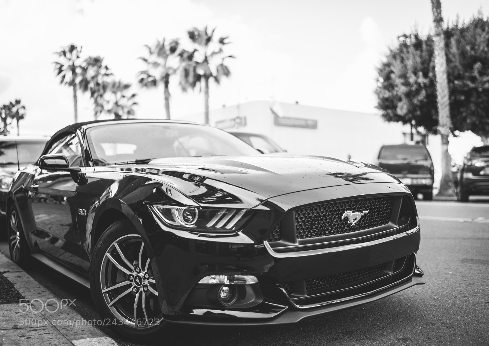 Sony a7R II sample photo. Mustang photography