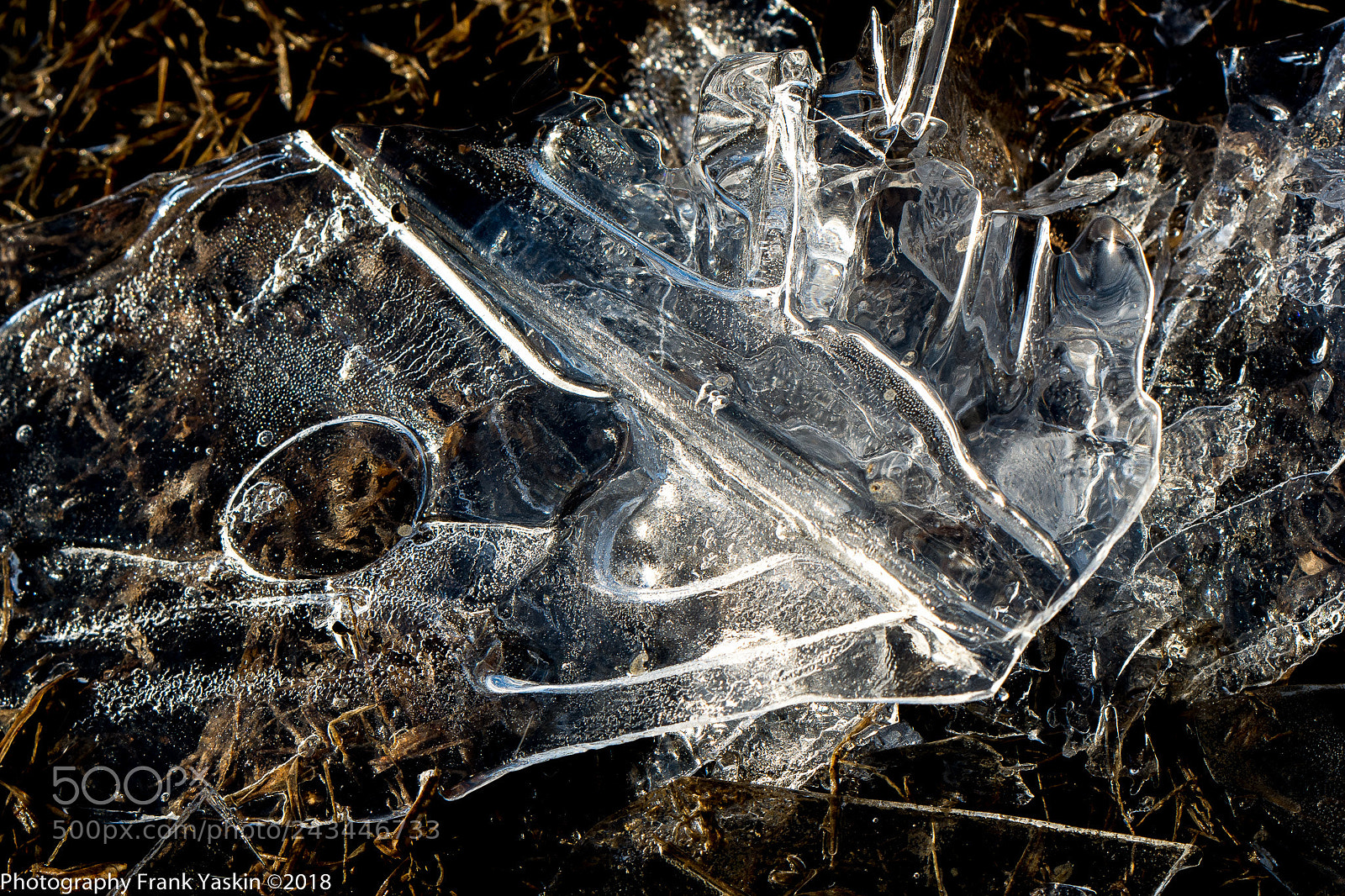 Nikon D7100 sample photo. Iced photography