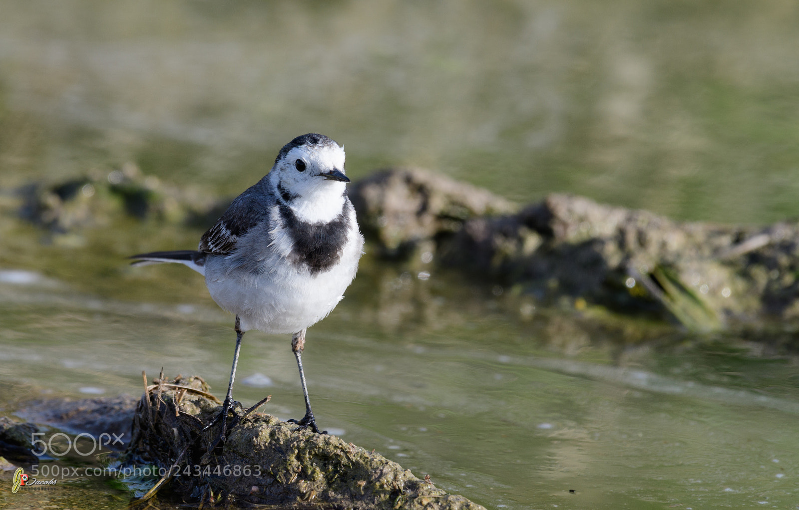 Nikon D500 sample photo. Jmb_3823-2.jpg photography