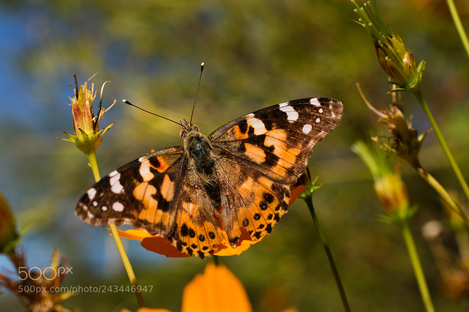 Canon EOS M3 sample photo. The butterfly photography
