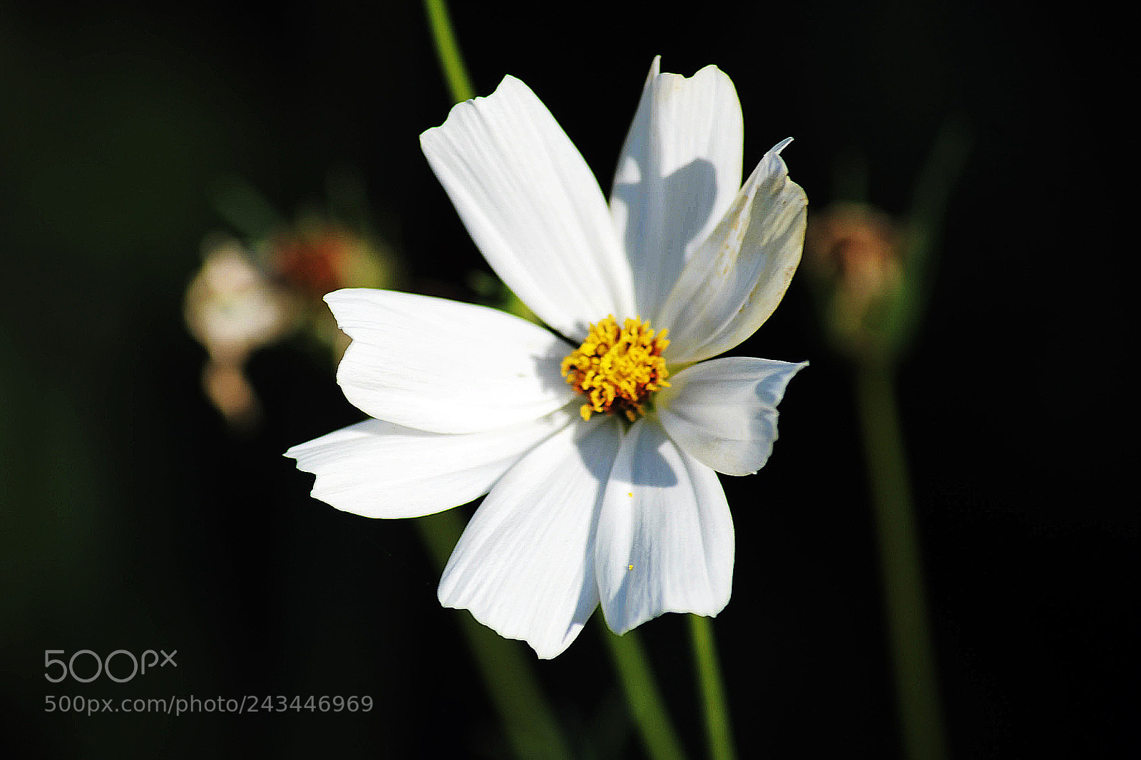 Nikon D700 sample photo. Cosmos bipinnatus photography
