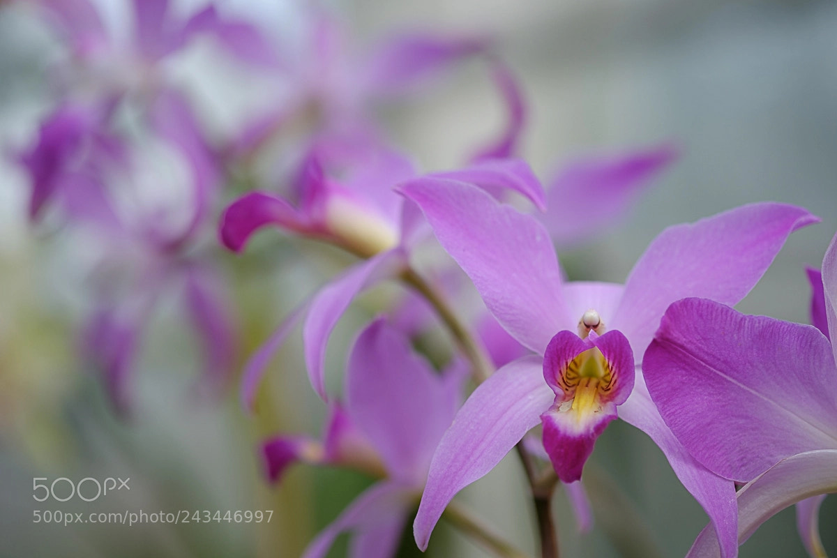 Fujifilm X-Pro2 sample photo. Orchid fade photography