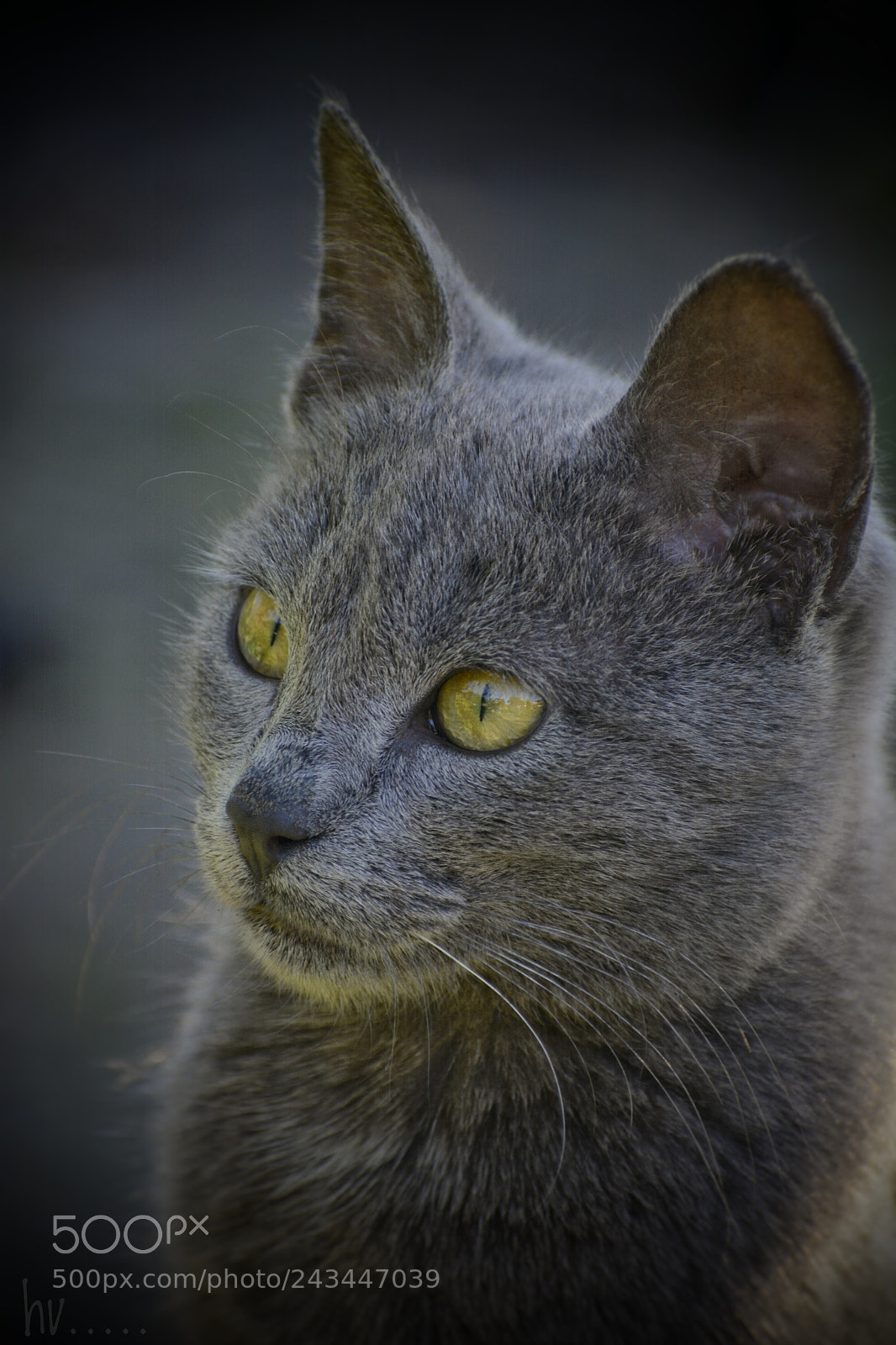 Nikon D7100 sample photo. Grey photography