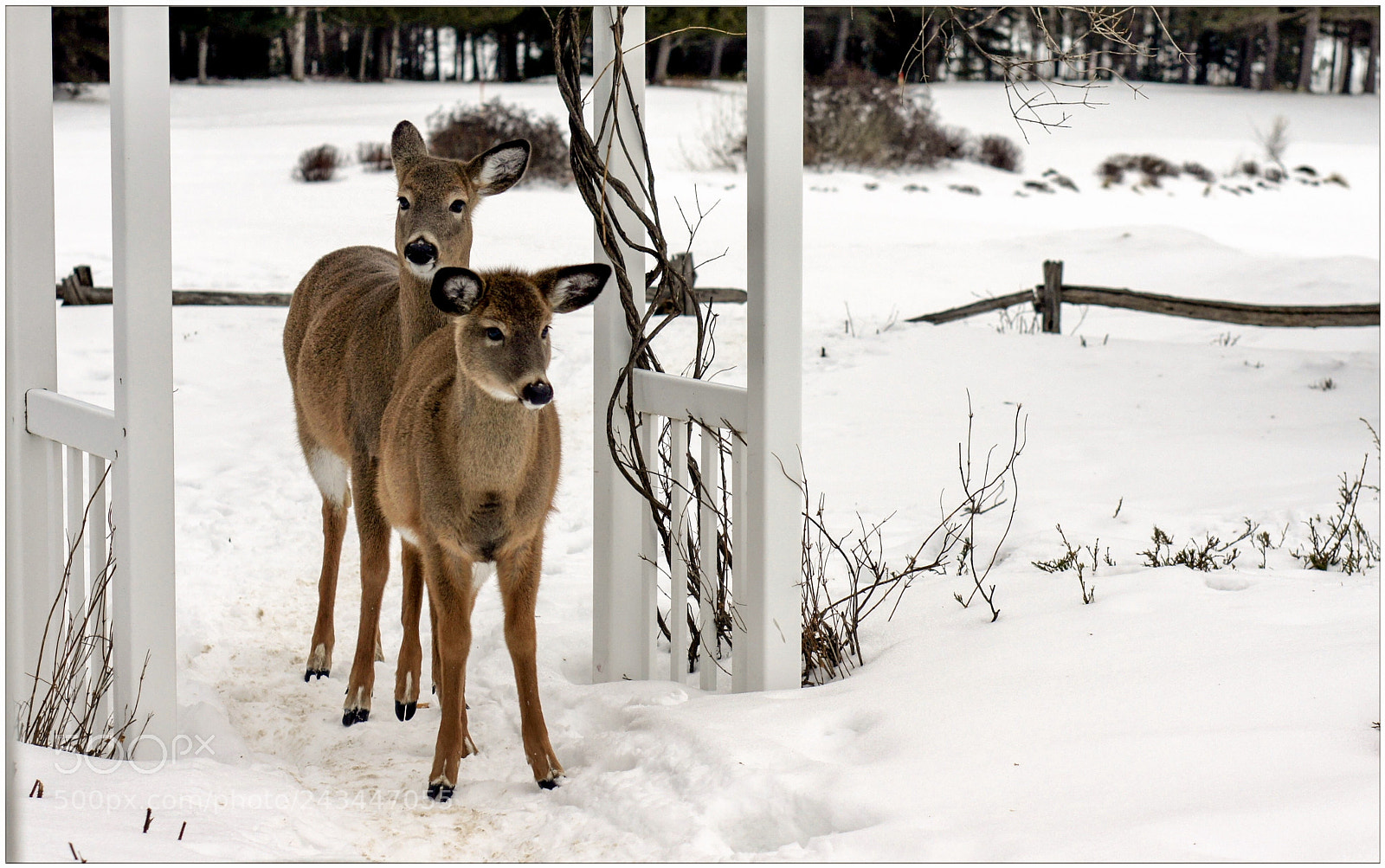 Sony Alpha NEX-5 sample photo. Mont tremblant. quebec photography
