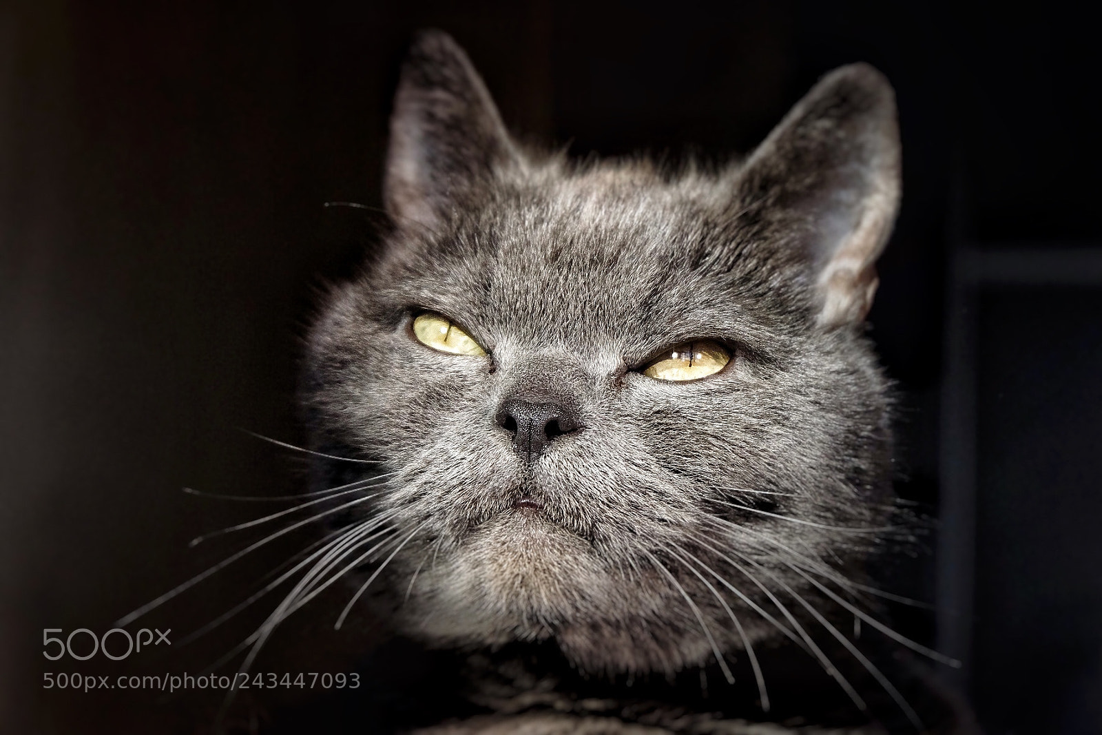 Fujifilm X-T20 sample photo. Žigmund - british blue photography