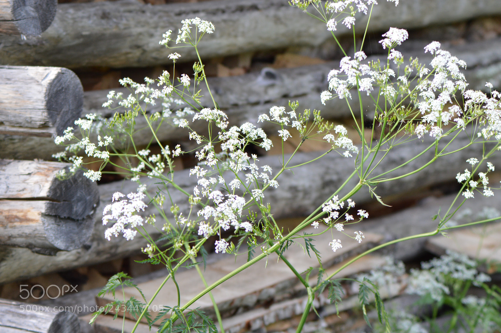Nikon D3200 sample photo. Memories of summer photography