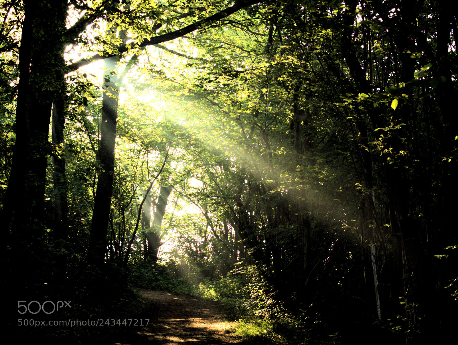 Olympus E-620 (EVOLT E-620) sample photo. Sunbeams photography