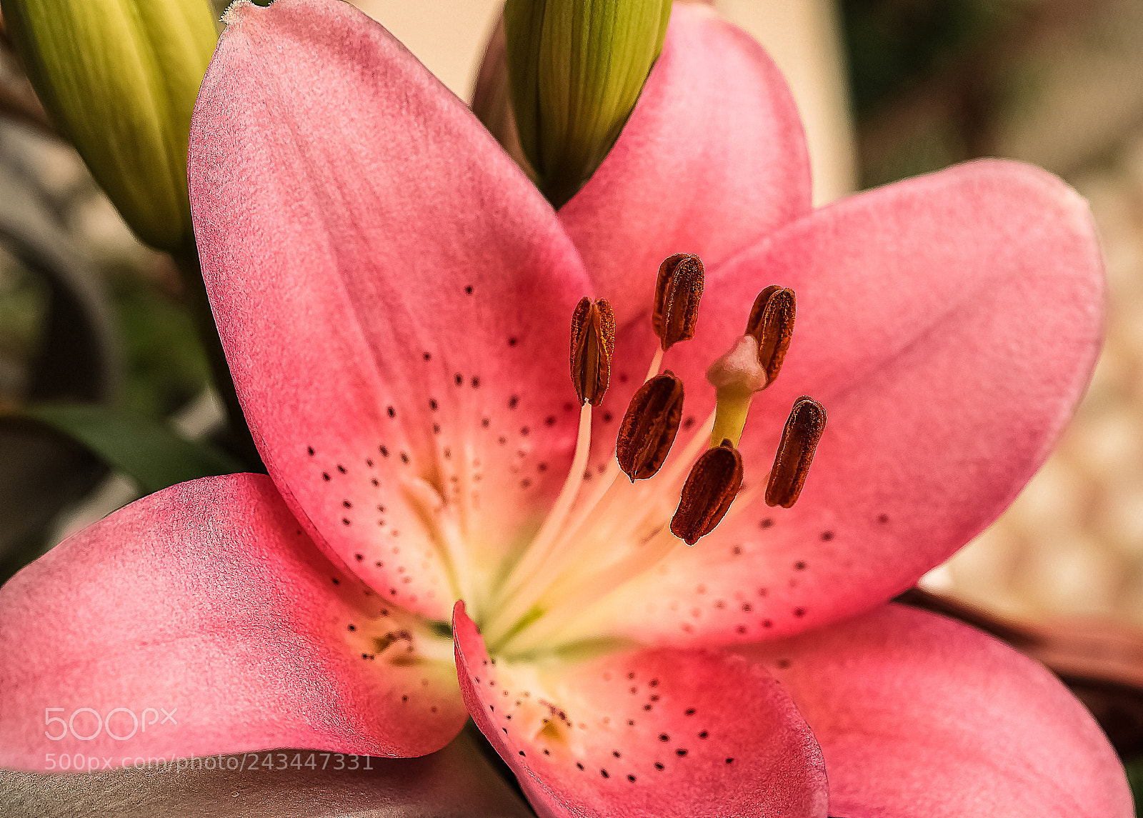 Sony SLT-A58 sample photo. ***  lily *** photography