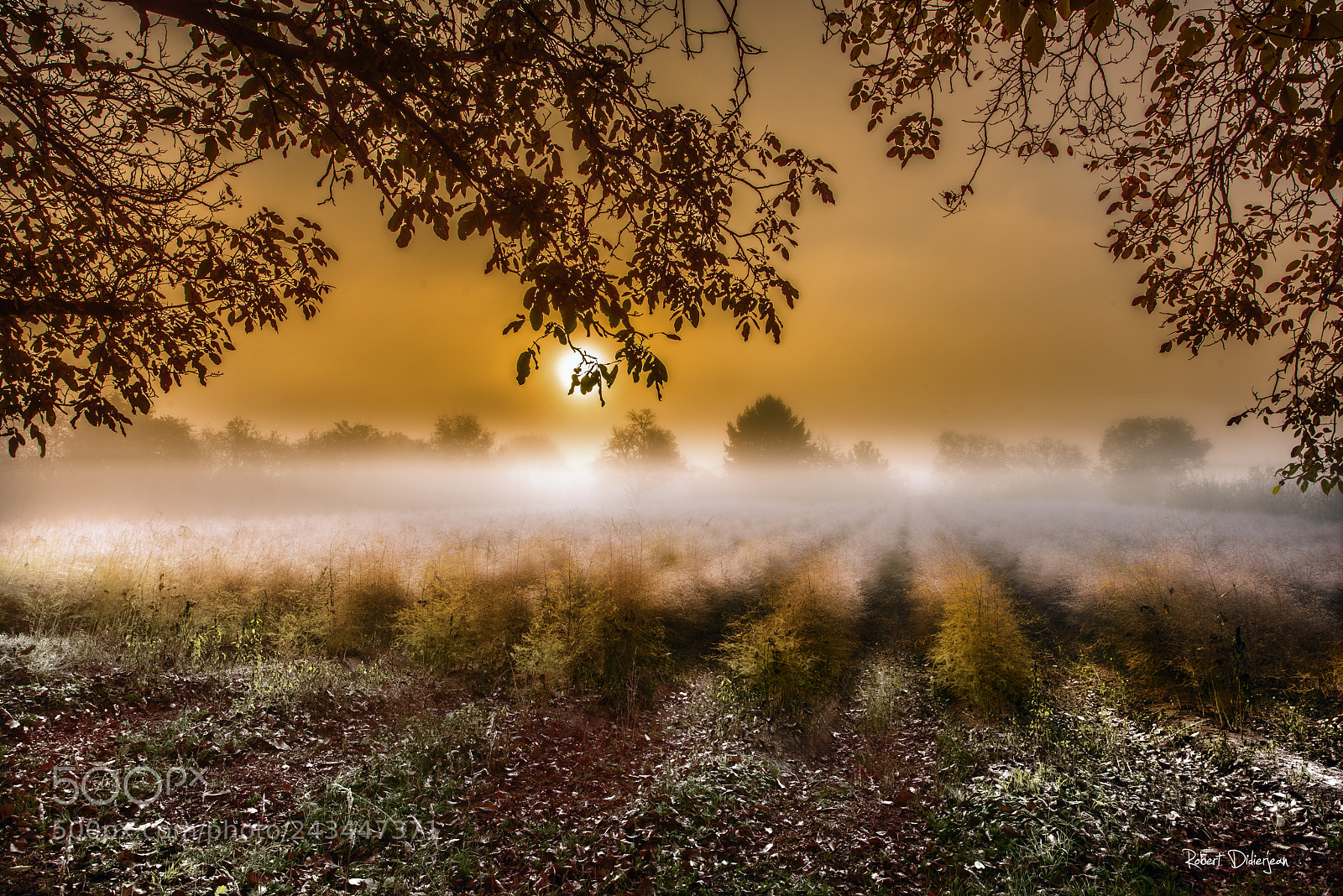 Nikon D810 sample photo. Frozen morning photography