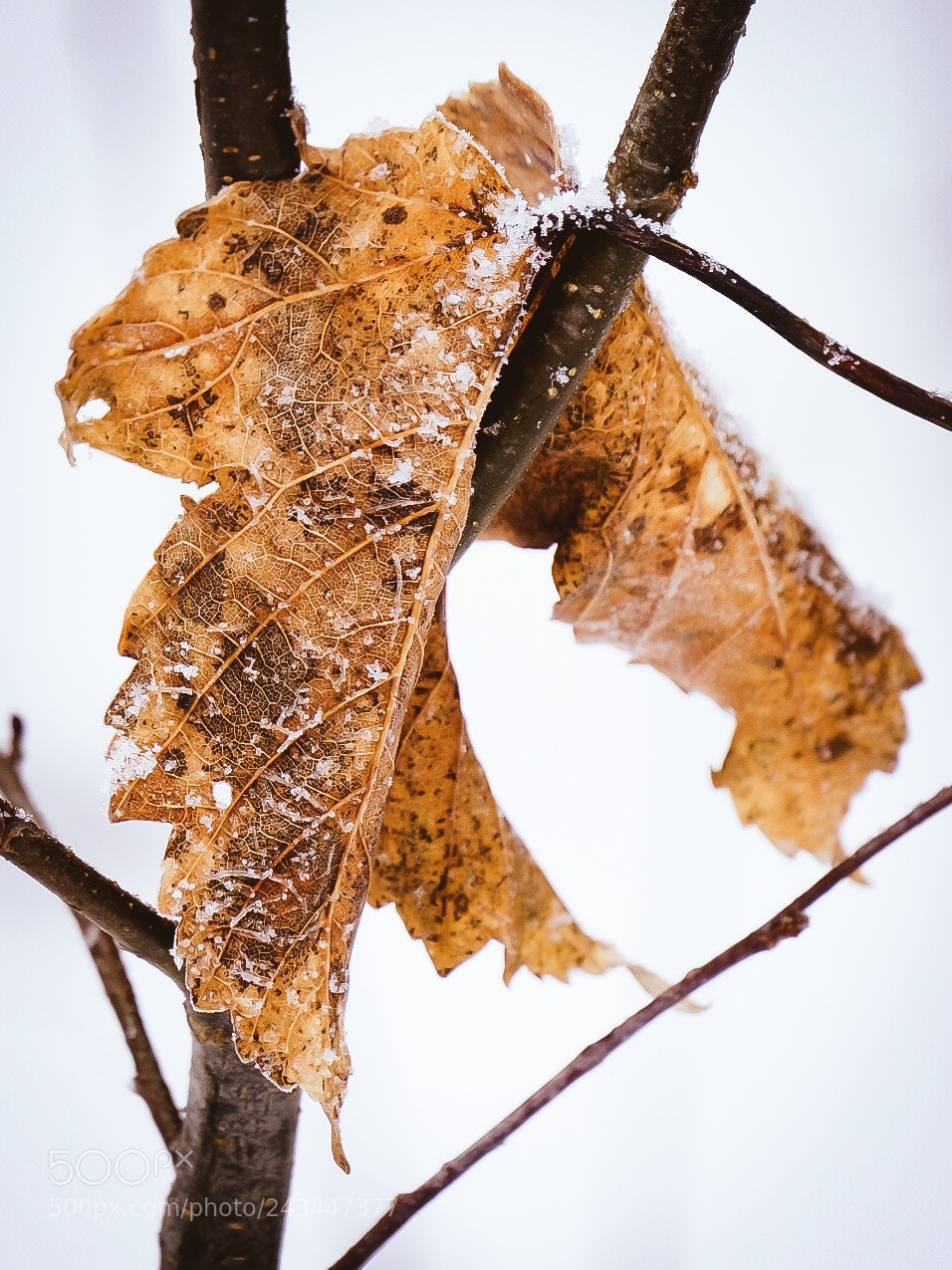 Fujifilm X-T20 sample photo. Winter photography