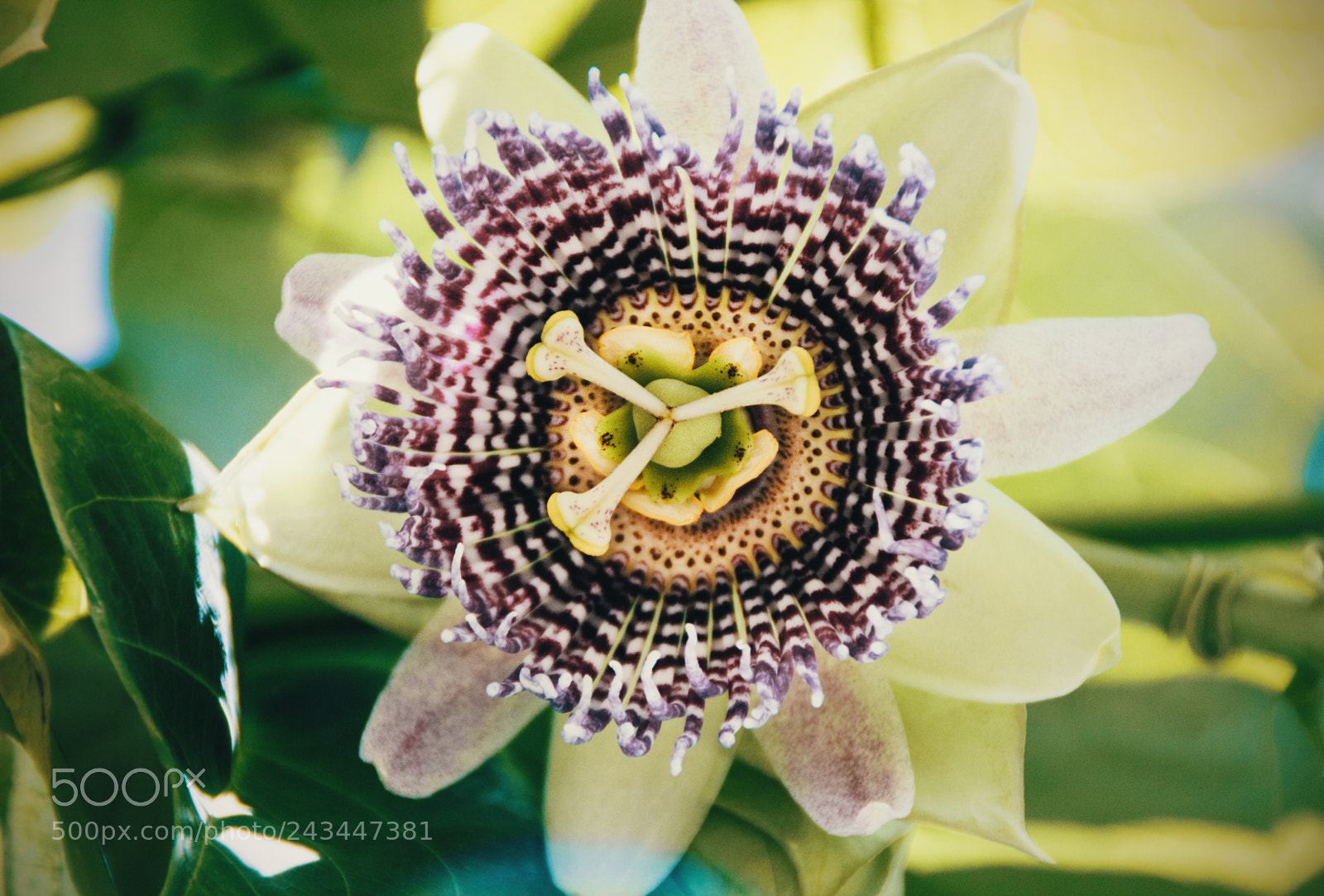 Canon EOS 650D (EOS Rebel T4i / EOS Kiss X6i) sample photo. Flor granadilla photography