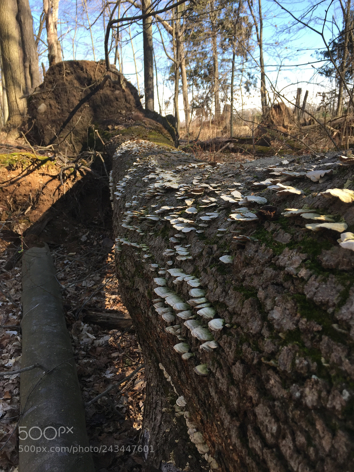 Apple iPhone 6 sample photo. Fungal log photography