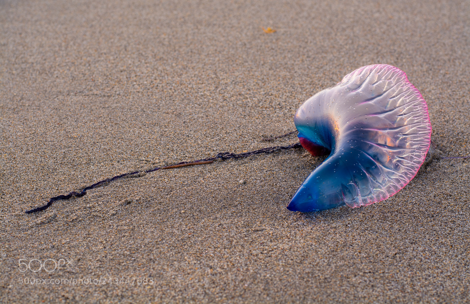Nikon D7100 sample photo. Portuguese man o war photography