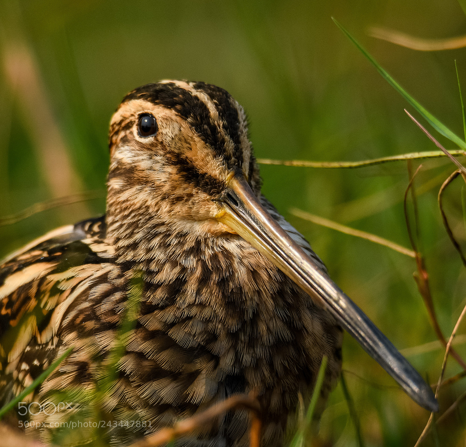 Nikon D500 sample photo. Snipe portrait photography