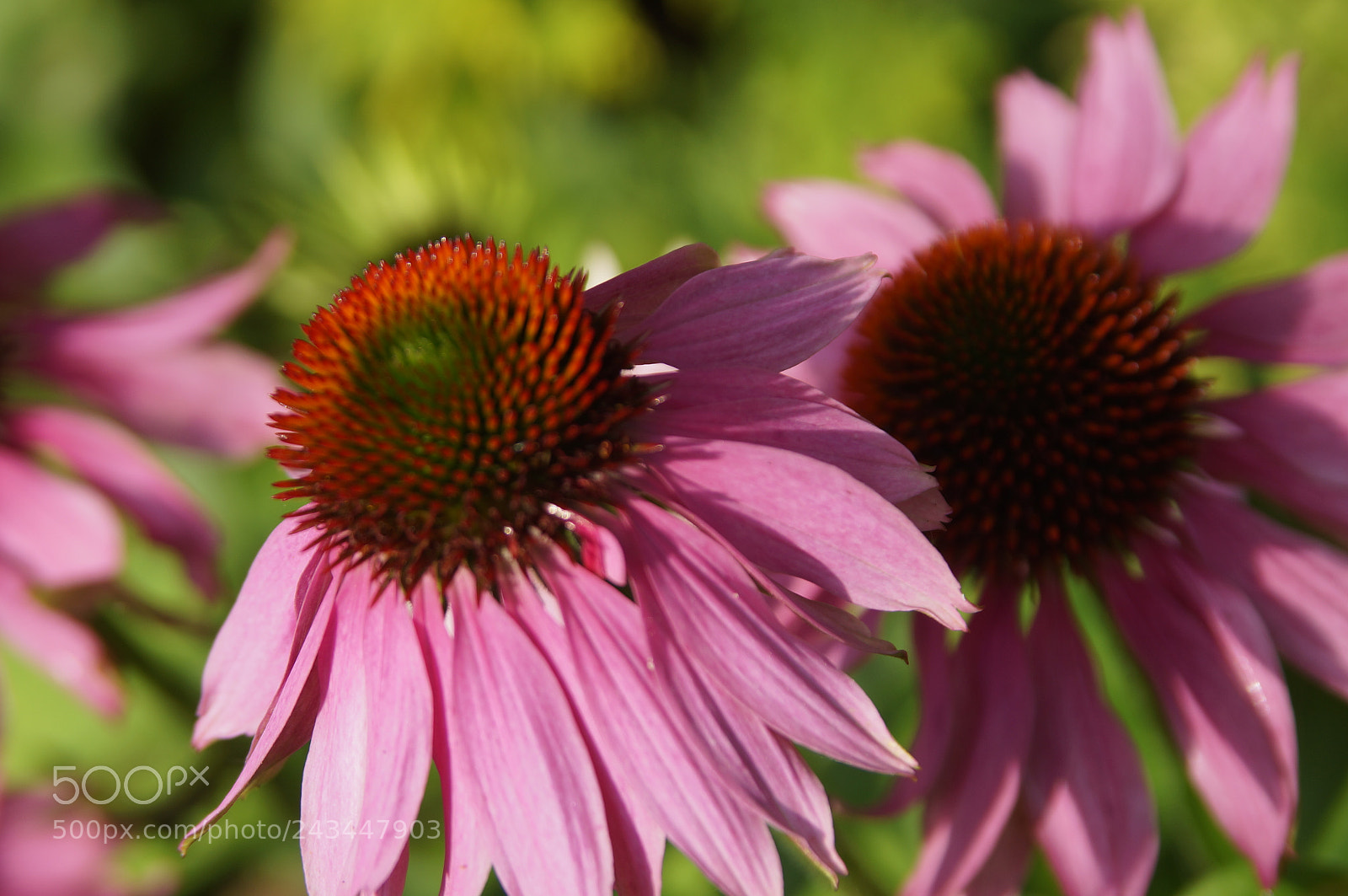 Sony SLT-A57 sample photo. ...na wsi photography
