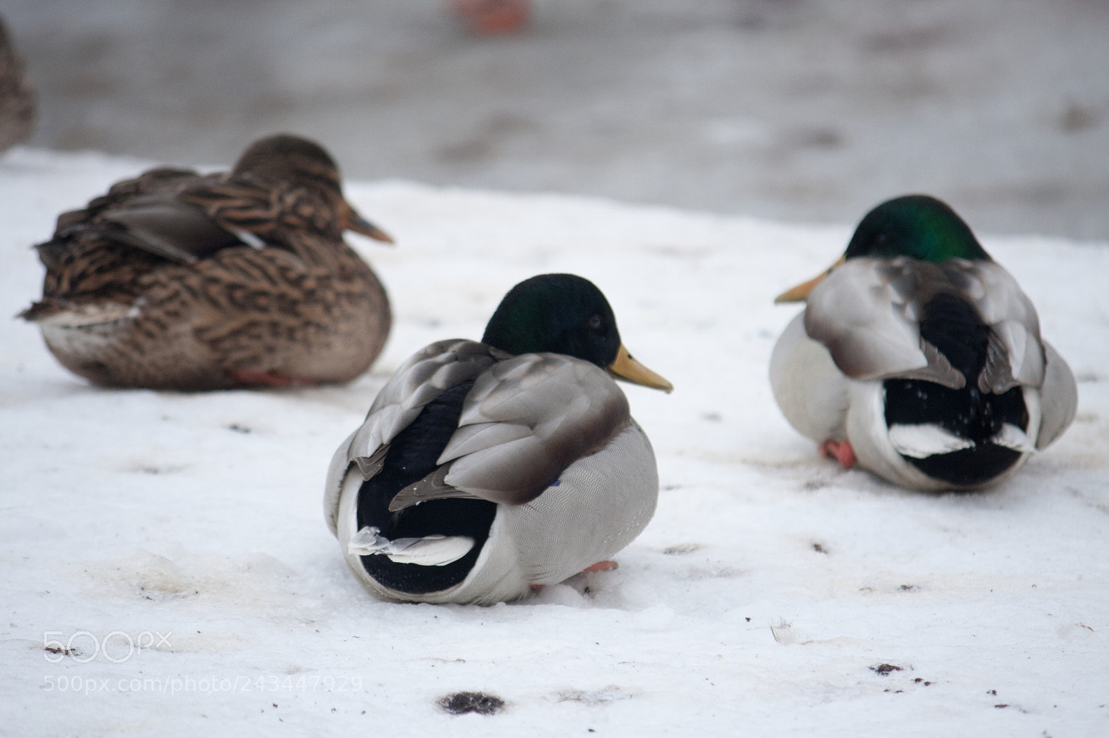 Canon EOS 40D sample photo. Ducks in the moczyd photography