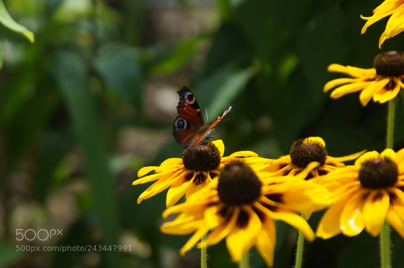 Sony SLT-A57 sample photo. Na wsi photography