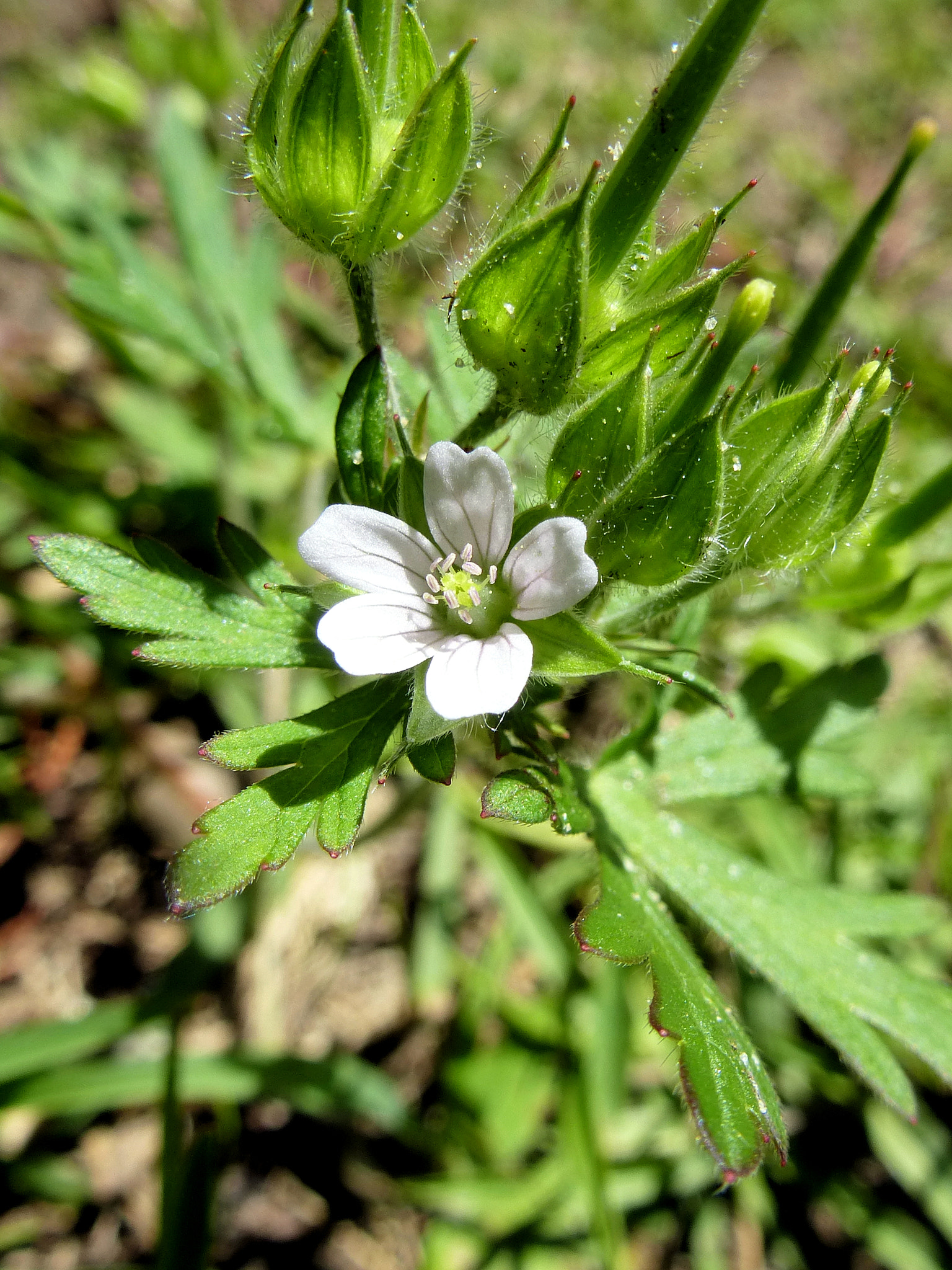 Panasonic DMC-ZS15 sample photo. White weed photography