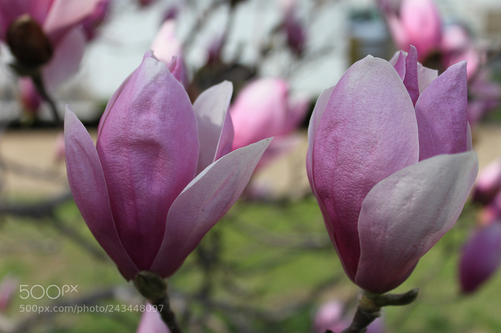 Canon EOS 500D (EOS Rebel T1i / EOS Kiss X3) sample photo. Cherry blossom photography