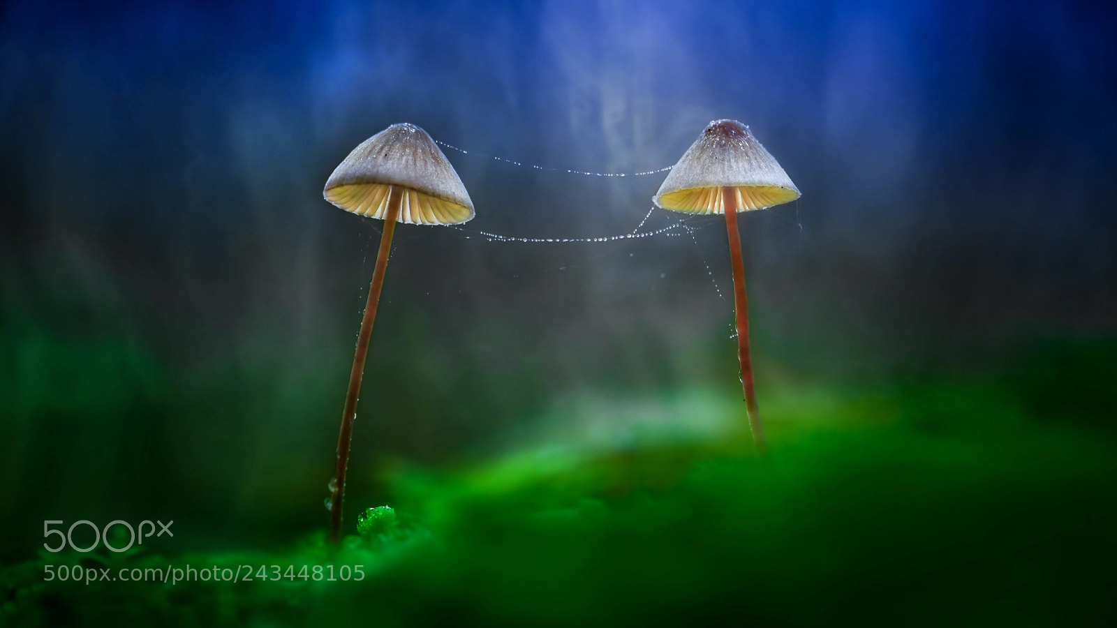 Nikon D300S sample photo. Inseparable mushrooms photography