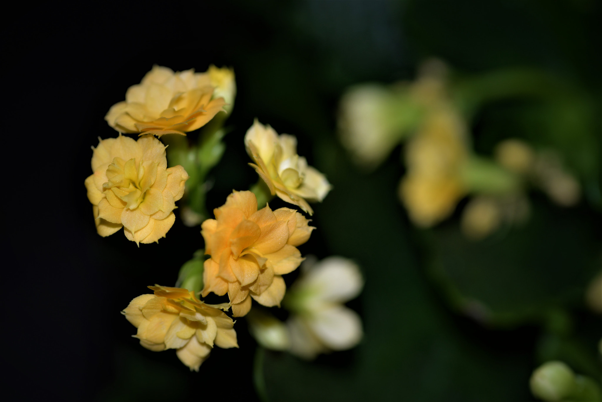 Sigma 105mm F2.8 EX DG OS HSM sample photo