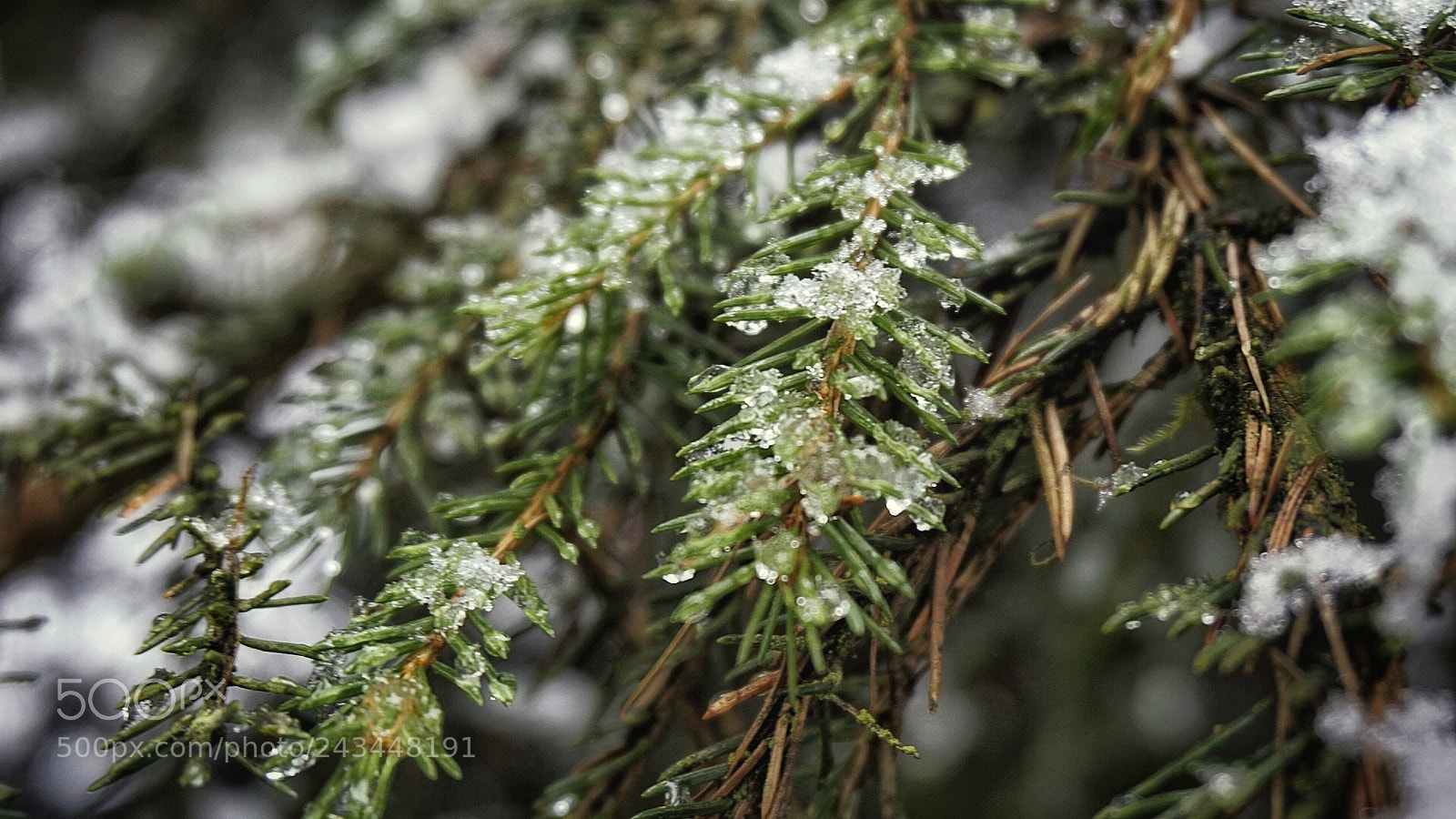 Sony a5100 sample photo. Tree photography