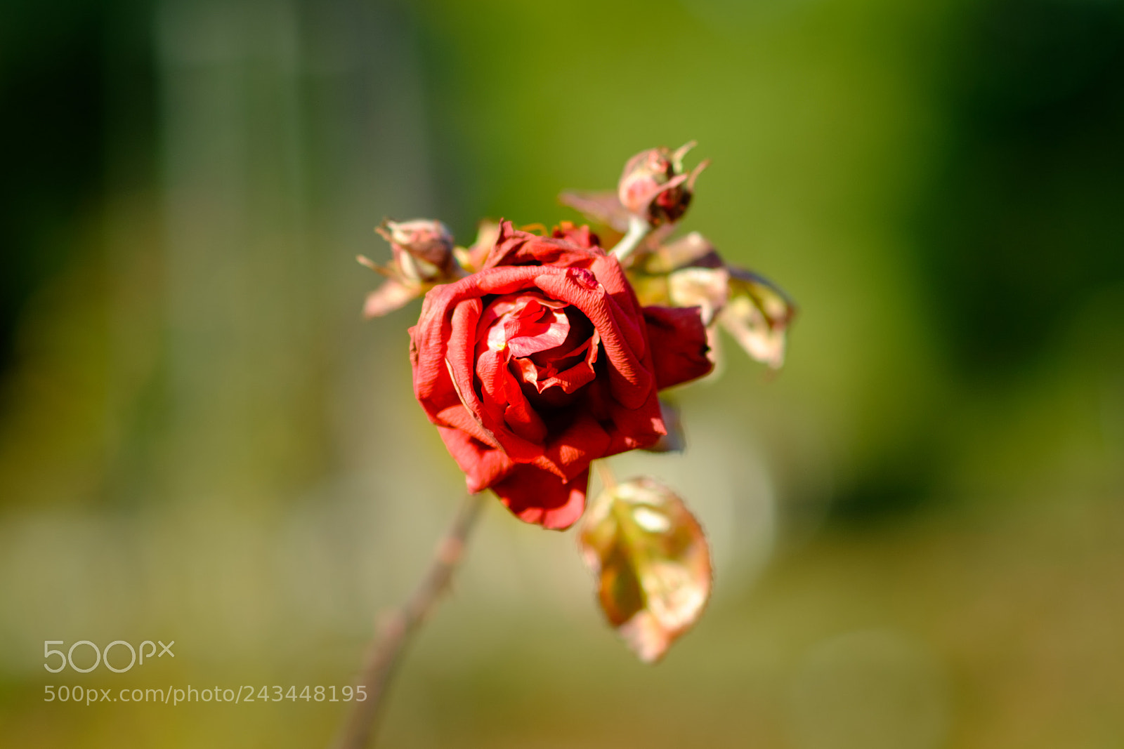 Fujifilm X-T10 sample photo. Red rose photography