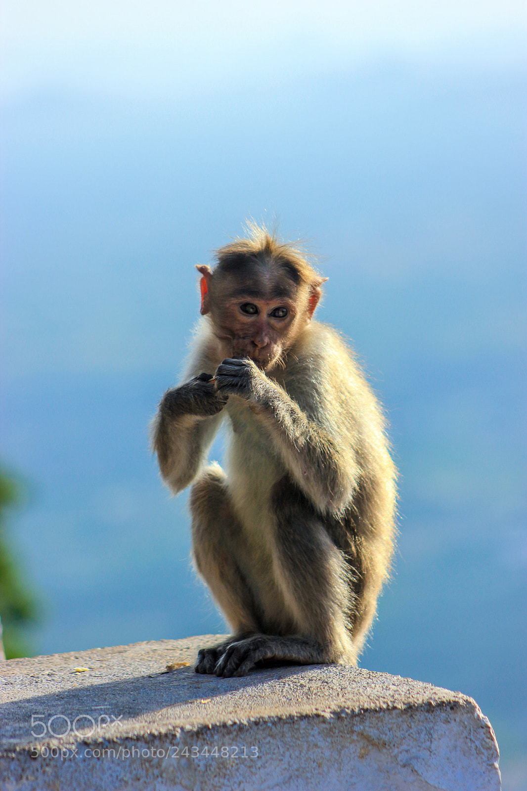 Canon EOS 550D (EOS Rebel T2i / EOS Kiss X4) sample photo. Monkey business photography