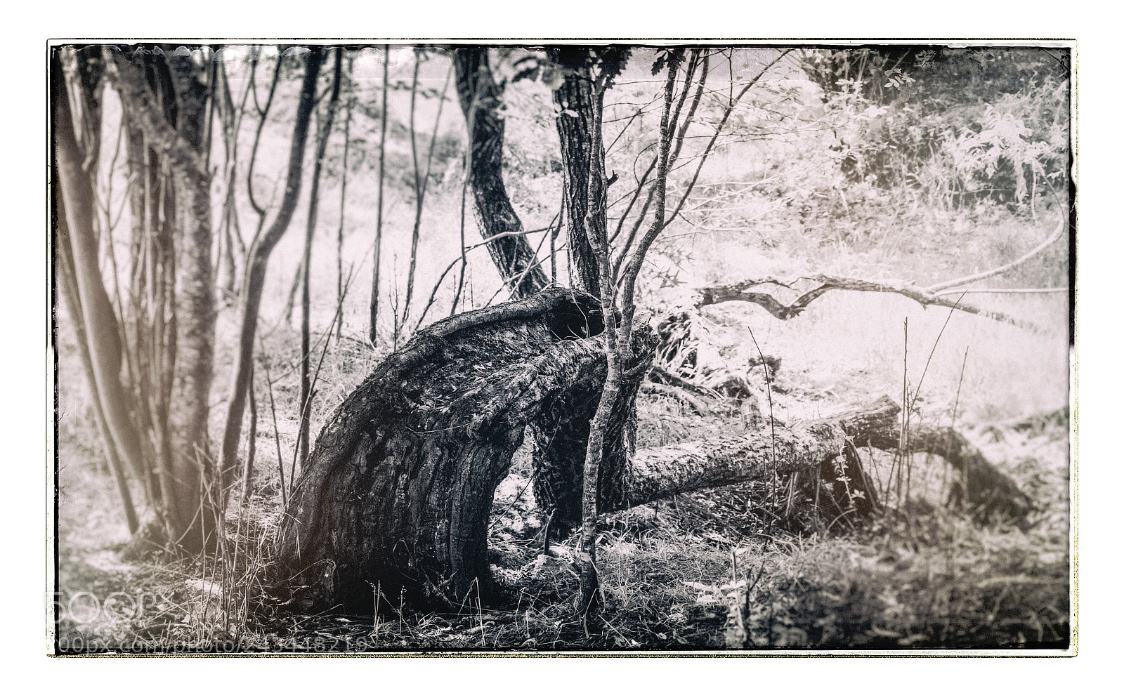 Nikon D7200 sample photo. The art of survival. photography