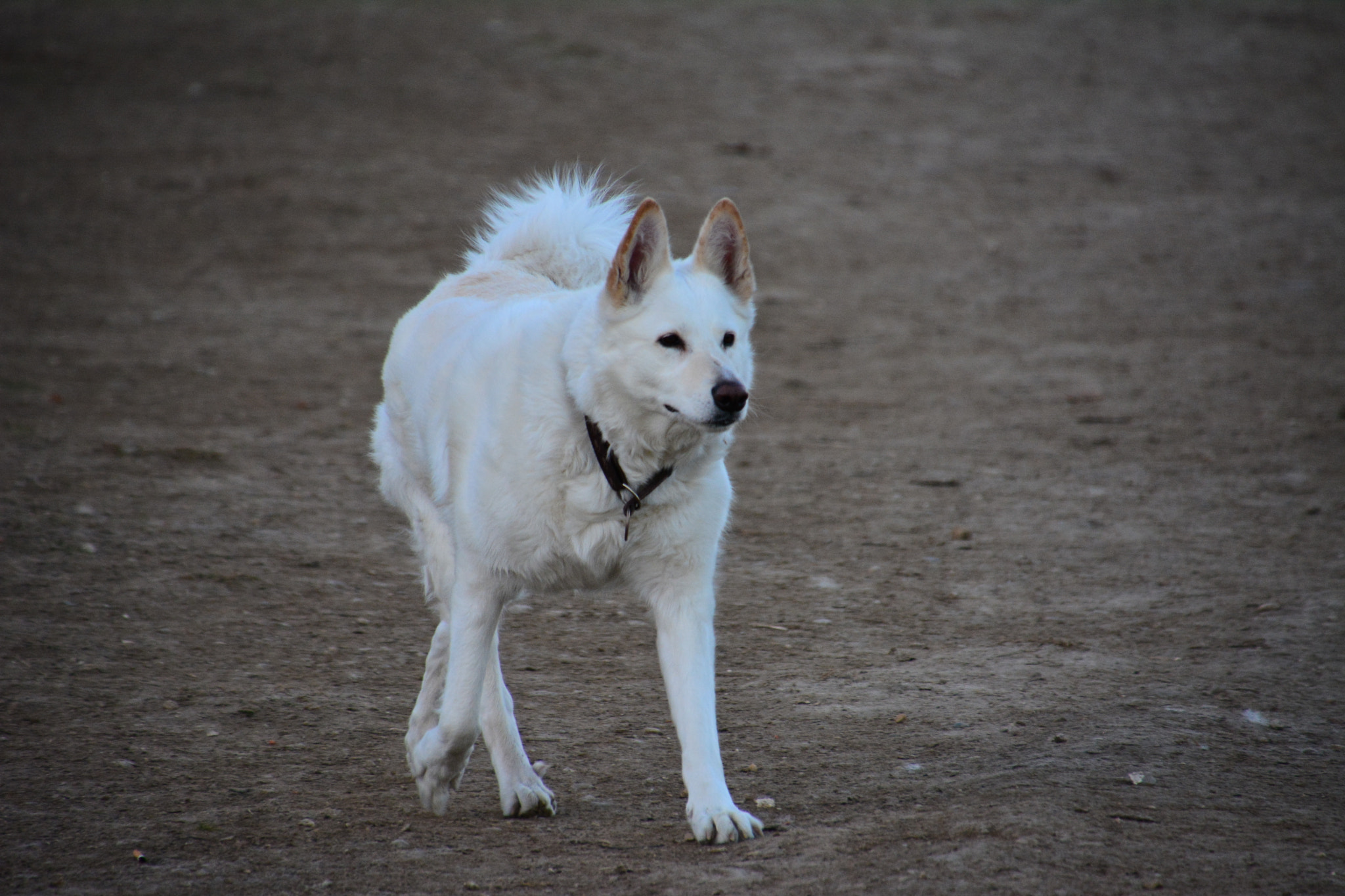 Nikon D7100 sample photo. Kira photography