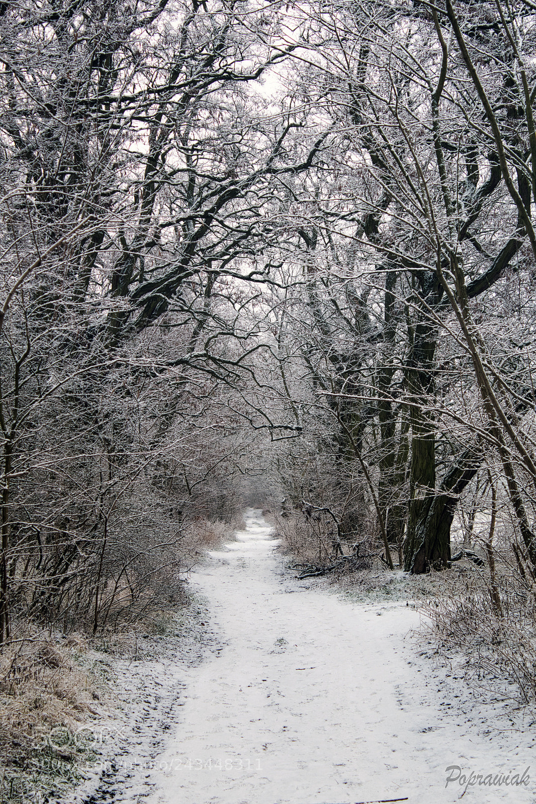 Canon EOS 1300D (EOS Rebel T6 / EOS Kiss X80) sample photo. Forest in the snow photography