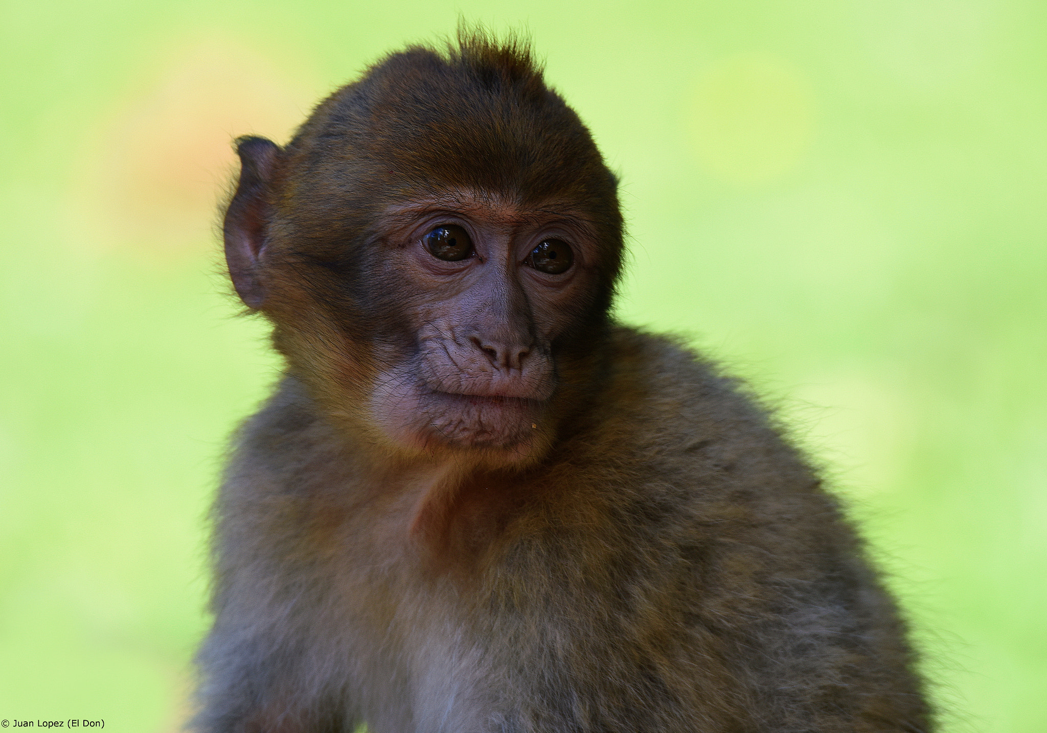 Sigma 150-600mm F5-6.3 DG OS HSM | S sample photo. Grow up...!! photography