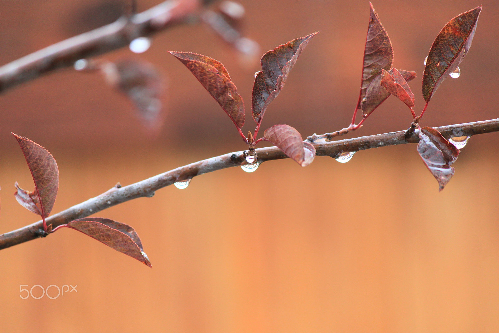 Canon EF-S 55-250mm F4-5.6 IS sample photo. Branch photography