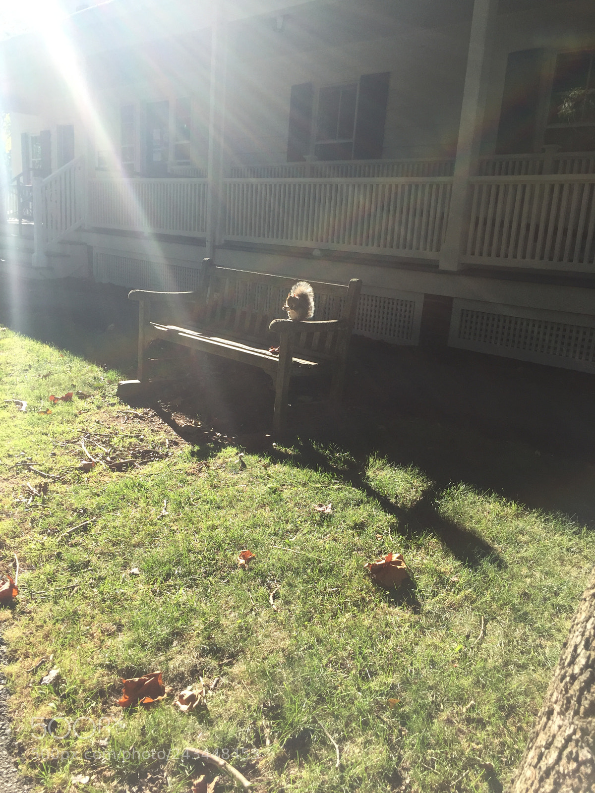 Apple iPhone 6 sample photo. A well-lighted squirrel photography