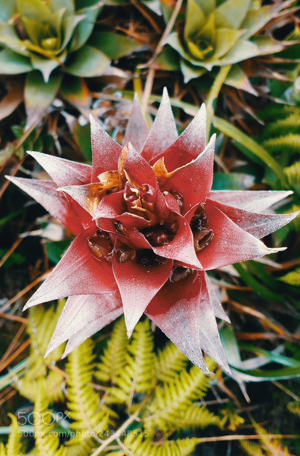 Motorola MotoG3 sample photo. Flor roja photography