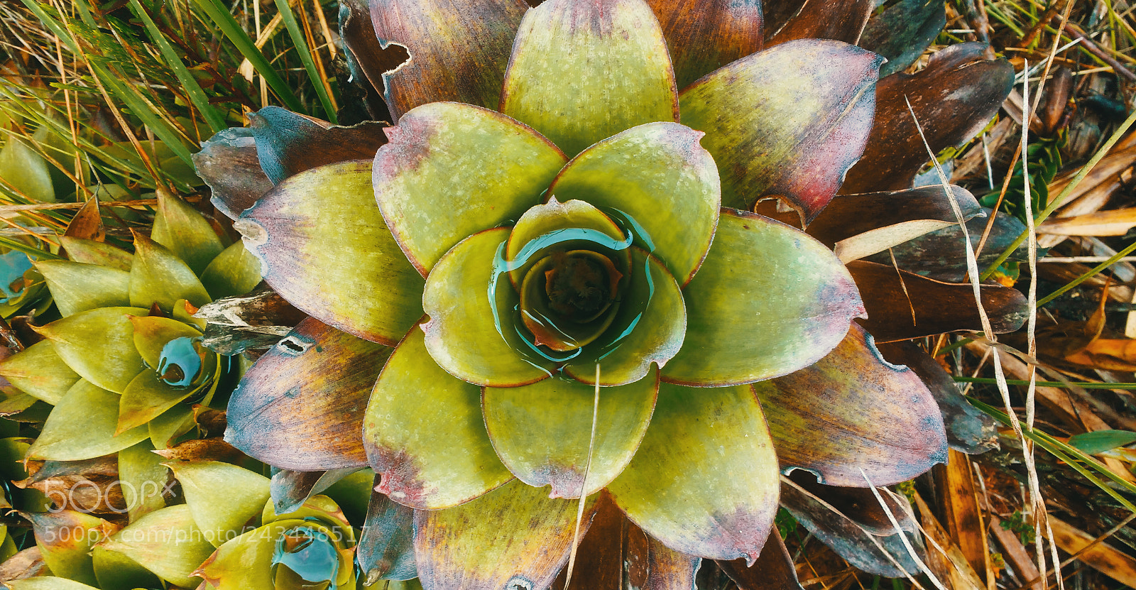 Motorola MotoG3 sample photo. Flor photography